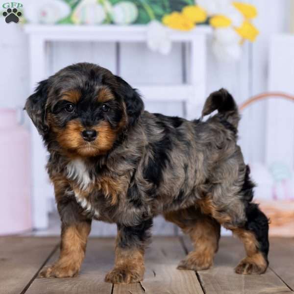 kayla, Mini Bernedoodle Puppy